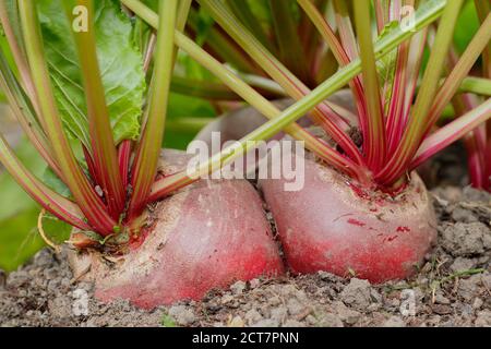 Beta vulgaris 'Chioggia'. Hausgemachte Chioggia Rote Beete wächst in einem Garten Gemüsegarten Grundstück. VEREINIGTES KÖNIGREICH Stockfoto