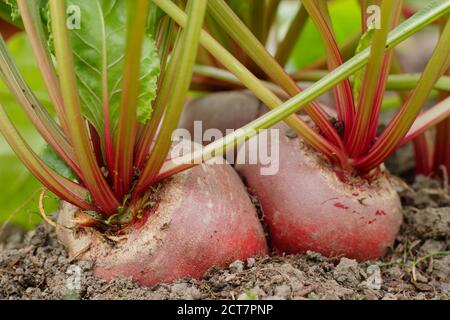 Beta vulgaris 'Chioggia'. Hausgemachte Chioggia Rote Beete wächst in einem Garten Gemüsegarten Grundstück. VEREINIGTES KÖNIGREICH Stockfoto