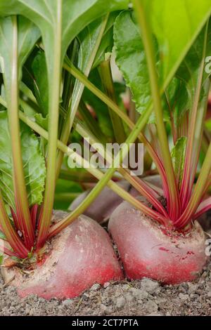 Beta vulgaris 'Chioggia'. Hausgemachte Chioggia Rote Beete wächst in einem Garten Gemüsegarten Grundstück. VEREINIGTES KÖNIGREICH Stockfoto