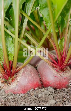 Beta vulgaris 'Chioggia'. Hausgemachte Chioggia Rote Beete wächst in einem Garten Gemüsegarten Grundstück. VEREINIGTES KÖNIGREICH Stockfoto