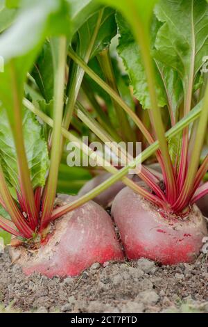 Beta vulgaris 'Chioggia'. Hausgemachte Chioggia Rote Beete wächst in einem Garten Gemüsegarten Grundstück. VEREINIGTES KÖNIGREICH Stockfoto