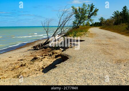 Küstenerosion mit Baumwurzeln ausgesetzt Lake Huron Pinery Provincial Park. Grand Bend Ontario Kanada. Stockfoto