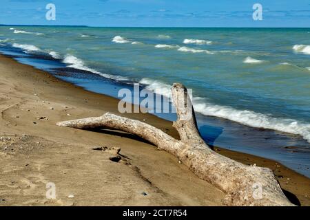 Küstenlinie mit Treibholz Lake Huron Pinery Provincial Park. Grand Bend Ontario Kanada. Stockfoto