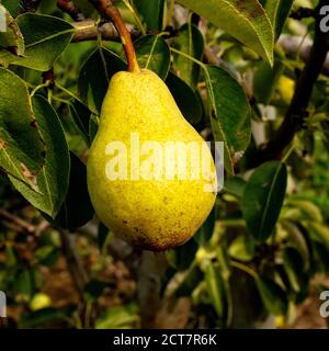Bartlett Birnen auf einem Birnenbaum. Ontario, Kanada. Stockfoto