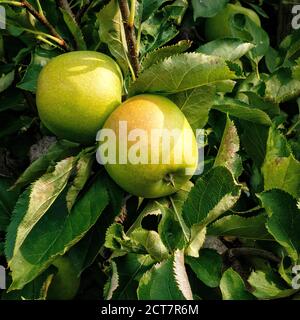 Mutsu Äpfel auf einem Apfelbaum. Ontario, Kanada. Stockfoto