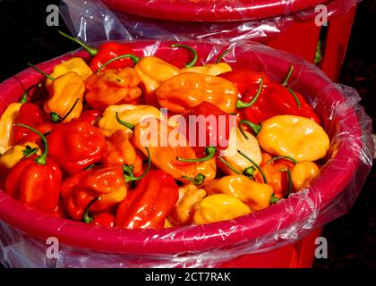 Frische Habanero-Paprika in Körben zum Verkauf auf dem Bauernmarkt im Freien. Ontario, Kanada. Stockfoto