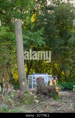 Harefield, Middlesex, Großbritannien. September 2020. Ein HS2-Auftragnehmer sitzt neben dem Stumpf eines gefällten Baumes. Heute wurden neben dem Broadwater Nature Reserve, einem Standort von spezial Scientific Interest (SSSI), zahlreiche ältere Bäume von HS2-Auftragnehmern gefällt. Der umstrittene und zu hohe Budget-Bau der Hochgeschwindigkeitsstrecke hat nun offiziell begonnen und die nachteiligen Auswirkungen sind in vielen ländlichen Gebieten entlang der Bahnstrecke von London nach Birmingham zu spüren. 693 Naturgebiete, 108 alte Waldgebiete und 33 SSSIs sind durch HS2 gefährdet. Quelle: Maureen McLean/Alamy Live News Stockfoto