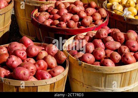 Marktstand Verkauf von frisch geernteten Kartoffeln in Bushel Körbe auf Outdoor-Bauernmarkt. Ontario, Kanada. Stockfoto