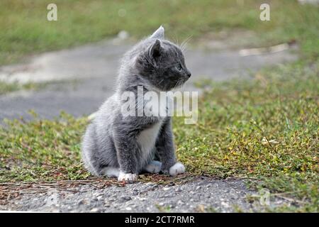 Kleine niedliche graue Kätzchen mit grauen Augen sitzt auf dem Gras im Sommer Stockfoto