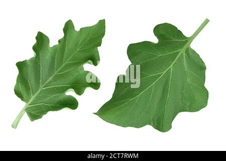 Auberginen-Blatt isoliert auf weißem Hintergrund mit Clipping-Pfad und volle Schärfentiefe. Draufsicht. Flach liegend Stockfoto