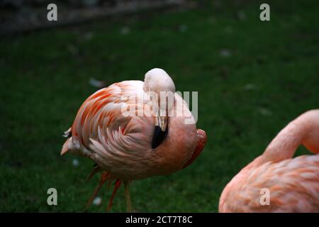 Nahaufnahme von zwei rosa Flamingos im Zoo Stockfoto