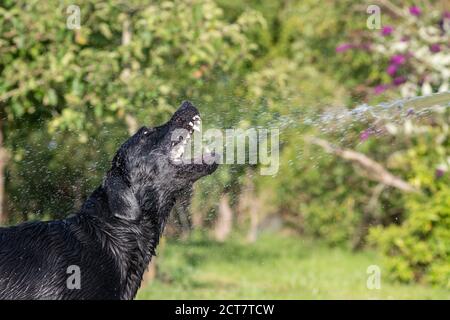 Porträt eines nassen schwarzen Labradors, der mit Wasser besprüht wird Von einem Schlauchrohr Stockfoto