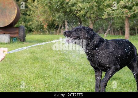 Porträt eines schwarzen Labradors, der mit einem Schlauch besprüht wird Rohr Stockfoto