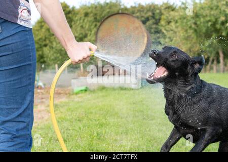 Porträt eines schwarzen Labradors, der mit einem Schlauch besprüht wird Rohr Stockfoto