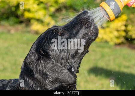 Kopfaufnahme eines schwarzen Labradors, der mit einem Schlauch besprüht wurde Stockfoto