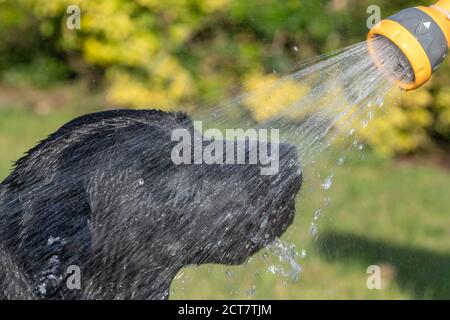 Kopfaufnahme eines schwarzen Labradors, der mit einem Schlauch besprüht wurde Stockfoto