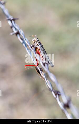 Rotschandgrasschrecke (Xanthippus corallipes) Aufgespießt auf Stacheldraht von einem Loggerhead-Würger auf dem Ebenen von Colorado Stockfoto