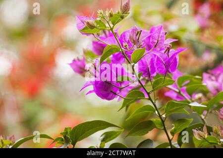 Leuchtend rosa Bougainvillea im Garten Stockfoto