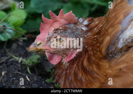 Tierrettungshühner im Garten Stockfoto