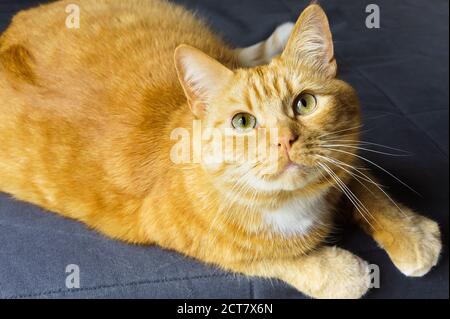 Flauschige Hauskatze, rote Katze zu Hause ruhend, rote Katze auf dem Sofa liegend Stockfoto