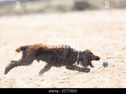 Haustierhund spielt am Strand Stockfoto