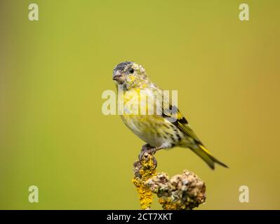 Siskin in der Nähe des Solway Firth, Schottland Stockfoto