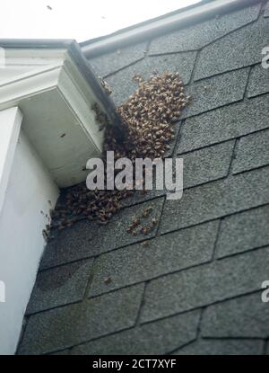 Bienenschwarm, der versucht, in ein Hausdach zu gelangen Stockfoto