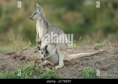 Eastern Grey, Macropus giganteus, auch bekannt als Great Grey oder Forester Känguru mit Baby joey in Tasche Stockfoto