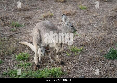 Eastern Grey, Macropus giganteus, auch bekannt als great grey grey oder Forester Känguru essen Gras mit Baby joey in Tasche Stockfoto