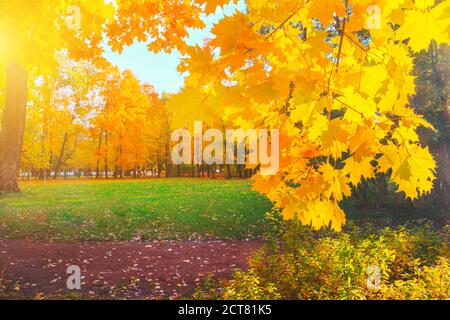 Herbst gelb Nahaufnahme leuchtend orange Ahornbaum Bokeh Goldene Farbe Flora im Park Licht sonnig oktober Tag glänzend rot Herbst Blätter Garten Veränderung Sonne am Himmel Stockfoto