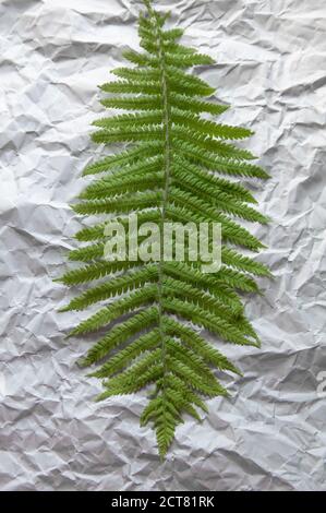 Grünes Farnblatt liegt auf grauem Hintergrund von unebenem Papier Stockfoto