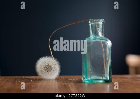 Getrockneter Löwenzahn in einer kleinen grünen Glasflasche auf einem Holztisch neben einer dunkelblauen Wand Stockfoto