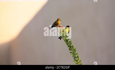 Kleiner Goldfink, männliches und weibliches Paar, thront auf Ocotillo, einer geschützten Pflanze, die in der Sonora-Wüste in Arizona beheimatet ist. Platz kopieren auf einfarbigem Stuck Stockfoto