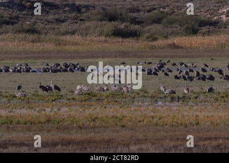 Grasende Sandhügelkrane auf dem Feld bei Bitter Lake National Wildlife Zuflucht in New Mexico Stockfoto