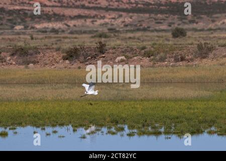 Der Silberreiher macht einen ruhigen Ausgang, wenn er über Feuchtgebiete fliegt Und das Feld des Bitter Lake National Wildlife Refuge in New Mexiko Stockfoto