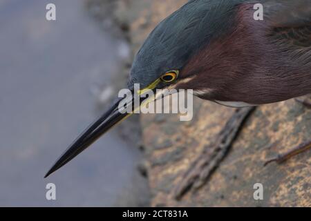 Nahaufnahme des Green Heron-Porträts, aufgenommen im Rockefeller Wildlife Refuge In Kamerun Parish of Louisiana Stockfoto