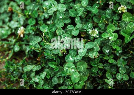 Nahaufnahme von nassen hellgrünen Kleeblättern Stockfoto