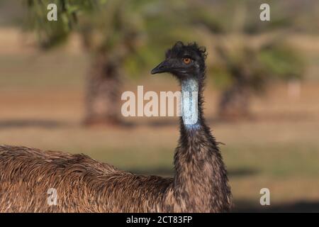 Ausgewählte Fokus auf wunderschön bunten emu mit Kopf gedreht und zeigt blauen Hals und orange Augen Standort ist Exmouth in Western Australia. Stockfoto