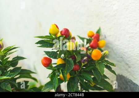 Bunte Chilischoten im Blumentopf neben der weißen Wand Am Herbsttag Stockfoto