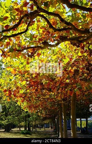 Bäume mit farbigen Blättern an einem sonnigen Spätsommertag in Deutschland. Stockfoto