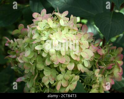 Hortensia paniculata Graffiti. Blütenstand aus der Nähe. Blumen im Garten im Freien. Stockfoto