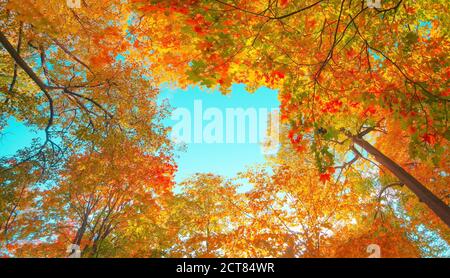 Herbstwald Hintergrund. Lebendige Farbe rot orange Laub im Herbst Park. Natur ändern Gelbe Blätter Sonnigen Tag Wetter, helle Sonne Licht Banner Stockfoto