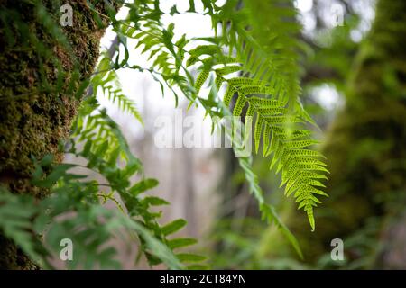 Nahaufnahme von Fern mit Sporen, die auf einem Moos-bedeckten Baum wachsen In einem Wald Stockfoto