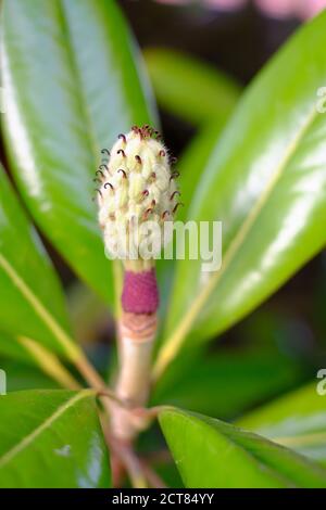 Nahaufnahme einer kegelförmigen Magnolienfrucht und großen grünen Blättern im Herbst. Stockfoto