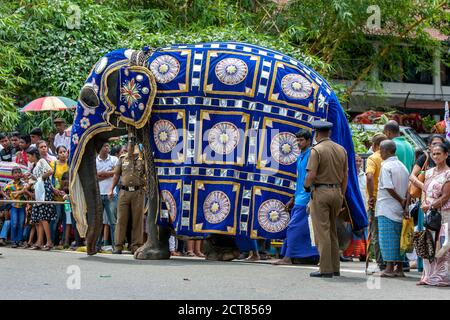 Ein zeremonieller Elefant in einem blauen Mantel geht an einer Menschenmenge vorbei, bevor der Buddhistische Tag Perahera in Kandy in Sri Lanka beginnt. Stockfoto