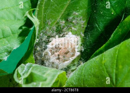 Kansas City, Kansas. Baumschule Web Spider, Pisaurina mira. Neu aufgetauchte Spiderlinge aus Eiersack. Stockfoto