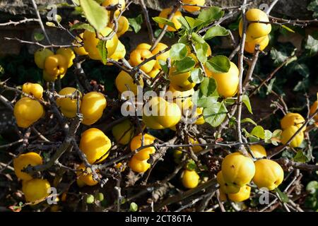 Japanische Quitte Früchte Busch in Parklandschaft in England - Chaenomeles japonica Stockfoto