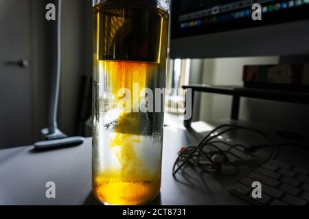 Brauen von Kräutertee Rooibos in Infuser. Transparente Glasflasche mit Teebeutel innen Stockfoto