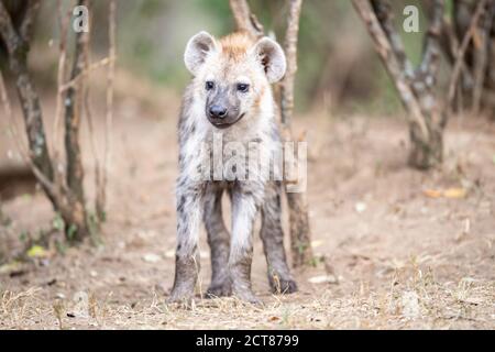 Gefleckte Hyäne (Crocuta crocuta) Welpen in Kenia Stockfoto