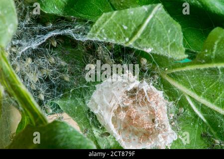 Kansas City, Kansas. Baumschule Web Spider, Pisaurina mira. Neu aufgetauchte Spiderlinge aus Eiersack. Stockfoto